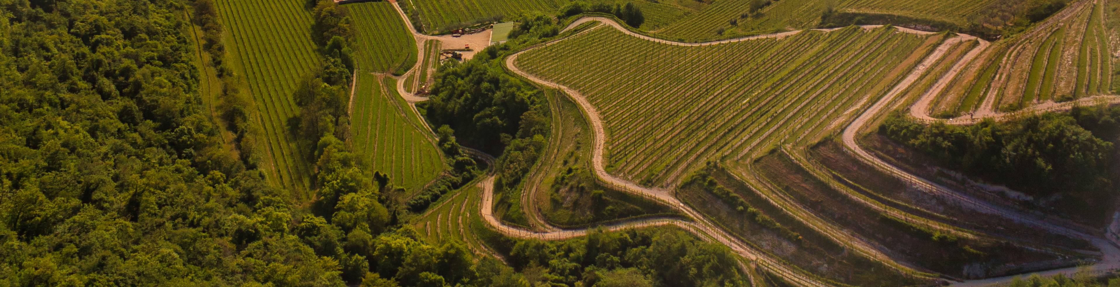 The winery - Az. Agricola Paolo Cottini